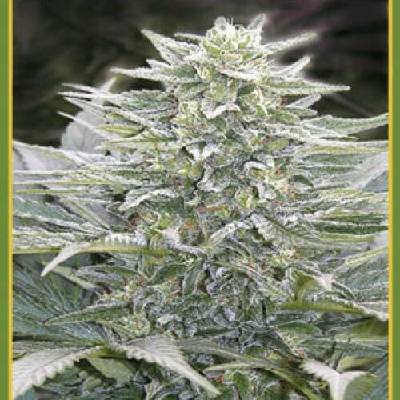 Mandala Seeds Hashberry regular semena neobsahují THC 5 ks
