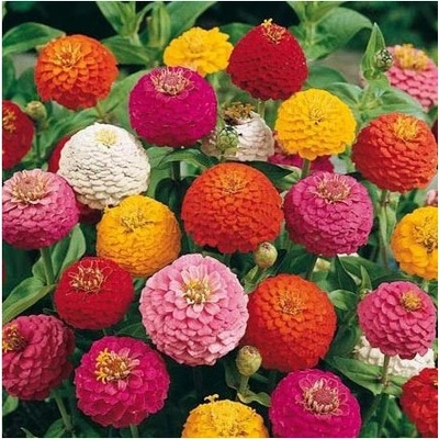 Cínia Liliput - Zinnia elegans - semená - 50 ks
