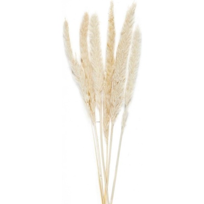 Dekorativní sušené květy Andrea House Phragmites 70 cm, 6 ks 125 g | přírodní AX70127