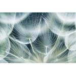 DIMEX ART Флизелинов фототапет детайли от глухарче 375 x 250 см