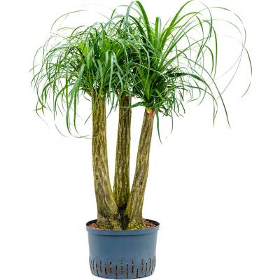Beaucarnea recurvata 28/19 v.100 cm