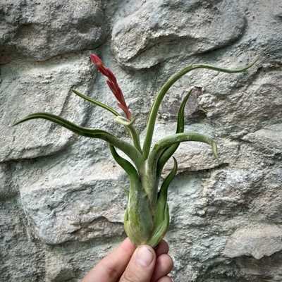 Tillandsia caput medusae