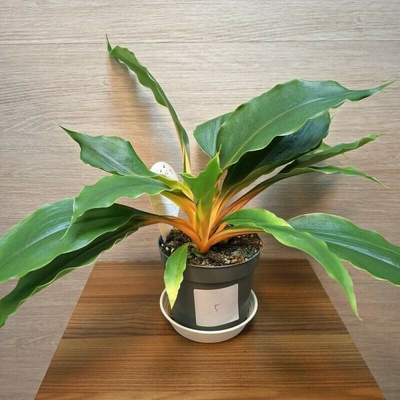 Chlorophytum Orchidastrum Green Orange č5