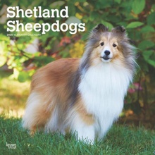 Shetland Sheepdogs 12 X 24 Inch Monthly Square Wall Plastic-Free 2025