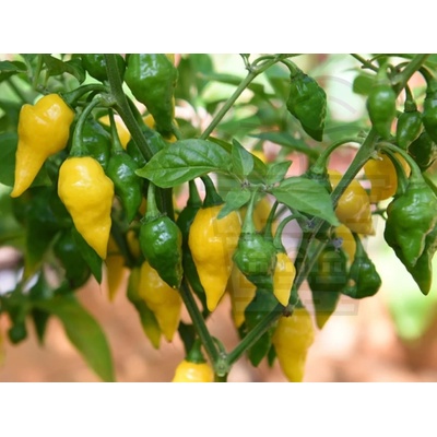 Семена от люти чушки сорт "Хабанеро Лимон" (Habanero Lemon) 15 бр (207800)