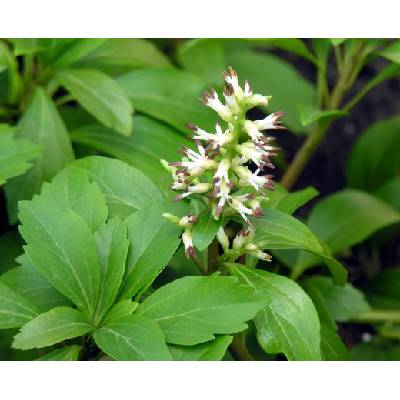 Tlustonitník klasnatý, Pachysandra terminalis (15/20cm C0,5L )