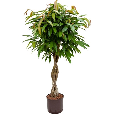 Ficus amstel king stem braided 28/19 v.150 cm