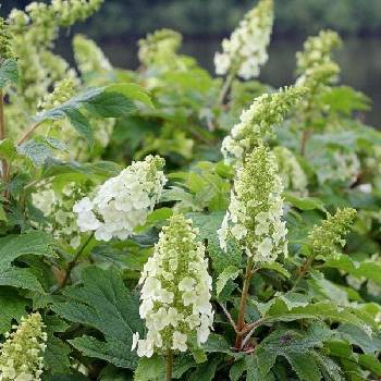 Proven Winners® Gatsby Girl® Oakleaf hydrangea - Дъбовидна хортензия