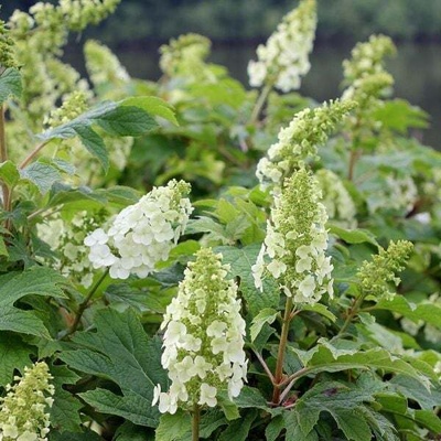 Proven Winners® Gatsby Girl® Oakleaf hydrangea - Дъбовидна хортензия