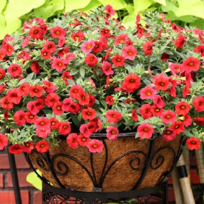 Calibrachoa Semena (semen Calibrachoa, výsev semen Calibrachoa, Peletovaná semena, povrch substrátu) Calibrachoa Semena