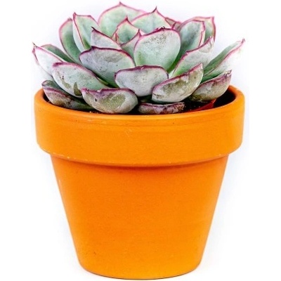 Gardners Set 3 ks rostlin Echeveria mix, průměr 6 cm Dužnatka, pupovice