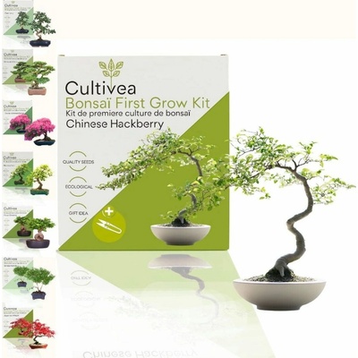 Cultivea Bonsai sada "Hackberry“ - 1 sada