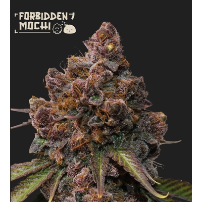 Seedstockers Forbidden Mochi semena neobsahují THC 3 ks