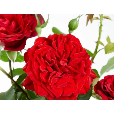 Ruža popínavá Crazy in Love red, výška 50-60 cm, kvetináč 15 cm