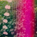 Snowpoet - HEARTSTRINGS CD