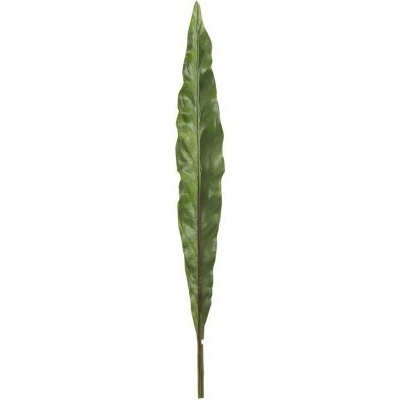 Okrasný list Canna - 73cm - J-Line by Jolipa
