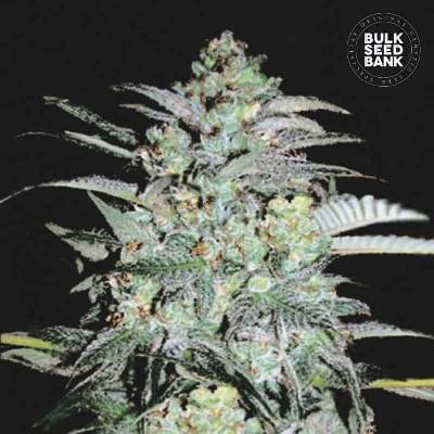 Bulk Seed Bank Mazar Extra semena neobsahují THC 10 ks