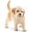 Schleich Фигурка Schleich Farm Life Dogs - Ретривър златен, кутре (16396)