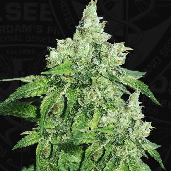 T.H. Seeds Citron Givré (Lemon Sorbet) semena neobsahuji THC 2 ks