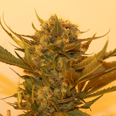 Resin Seeds Sour P semienka neobsahujú THC 10 ks