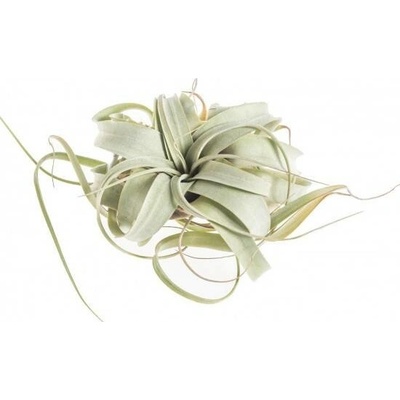 Tilandsie, Tillandsia xerographica