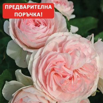 Image 1 of Kordes® Роза Larissa® - Kordes®