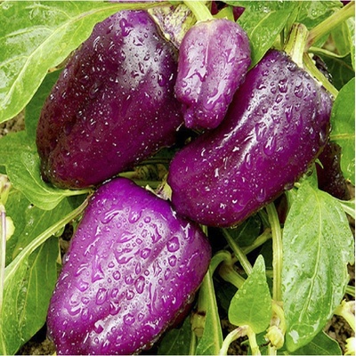 Paprika fialová Oda - Capsicum annuum - semená papriky - 9 ks