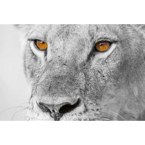 DIMEX ART Флизелинов фототапет котешки 375 x 250 см