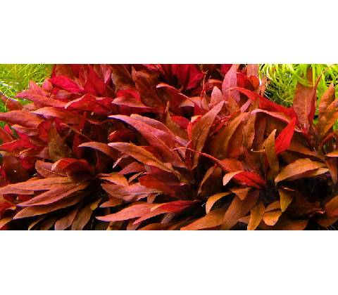 Alternanthera Red Ruby