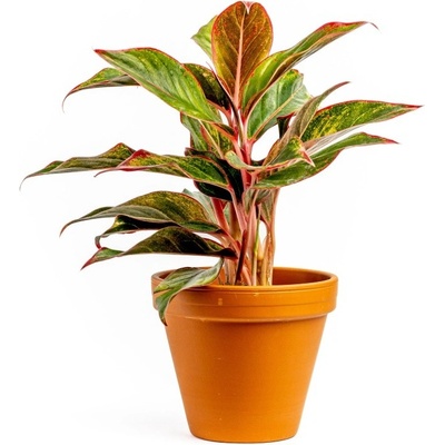 Gardners Aglaonema Crete, průměr 12-14 cm Aglaonema, Spící panna