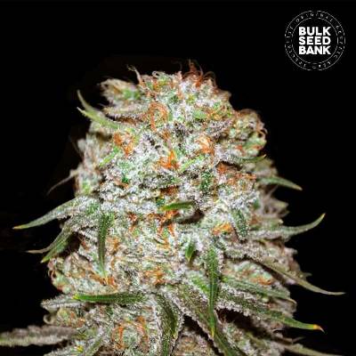 Bulk Seed Bank AUTO East Ryder semena neobsahují THC 10 ks