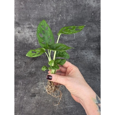 Monstera monkey připravena pro hydroponii