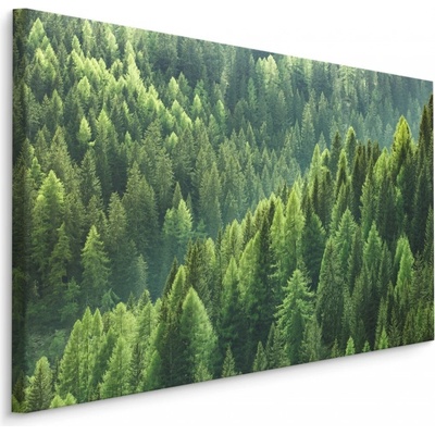 Plátno Zelený Jehličnatý Les Varianta: 30x20