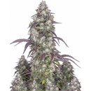 Fast Buds Lemon Pie AUTO semena neobsahují THC 10 ks