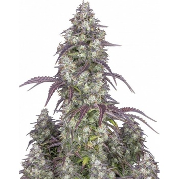 Fast Buds Lemon Pie AUTO semena neobsahují THC 10 ks