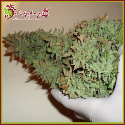 Dr. Krippling Seeds Smokin´ Gun Auto semienka neobsahujú THC 1 ks