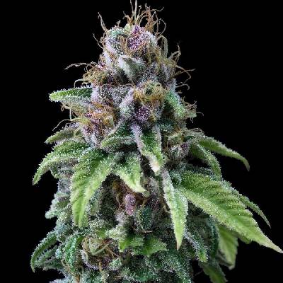 Exclusive Seeds Bank 9 Milimetros semena neobsahují THC 3 ks