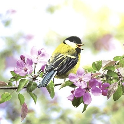 Paper+Design Ubrousek 33x33cm Sýkorka na třešňové větvičce