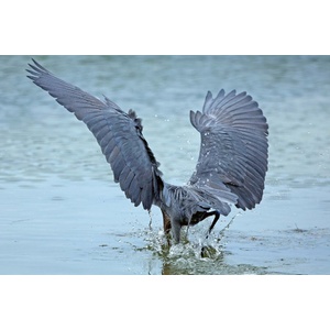 DIMEX ART Флизелинов фототапет червена чапла 375 x 250 см