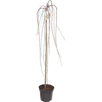 Vŕba rakytová na kmeni FloraSelf Salix caprea 'Pendula' 100-110 cm