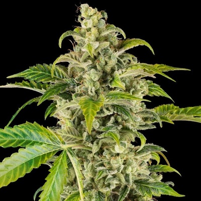 Sensi Seeds Research Sweet & Sour Cream Auto semienka neobsahujú THC 10 ks