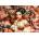 Castorland - Puzzle Butterfly Princess - 1 000 piese