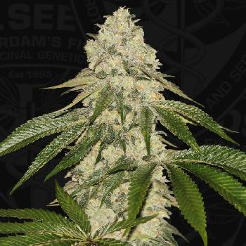 T.H. Seeds Pisthash semena neobsahuji THC 6 ks