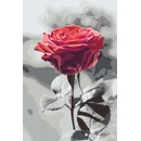 Vymalujsisam Malování podle čísel Rozkvetlá růže