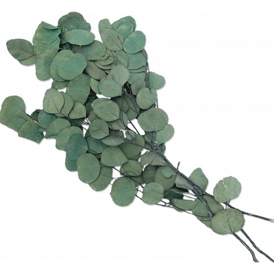 Eucalyptus populus stabilizovaný zelený, 100 g