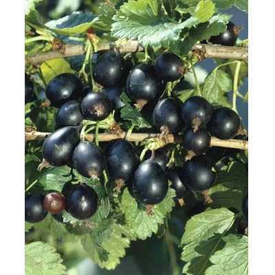 Josta BIO polokmeň FloraSelf Bio Ribes x nidigrolaria 80-100 cm kvetináč 5 l