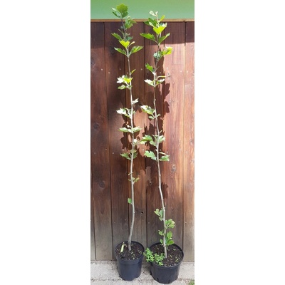 Platan javorolistý (Platanus acerifolia) veľkosť 200cm+