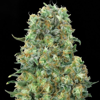 Advanced Seeds Critical Mass semienka neobsahujú THC 100 ks