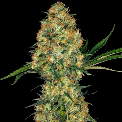 Sensi Seeds Hindu Kush semienka neobsahujú THC 3 ks