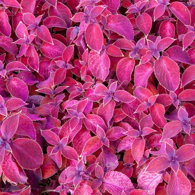 Africká kopřiva Wizard Velvet Red Coleus blumei prodej semen 30 ks
